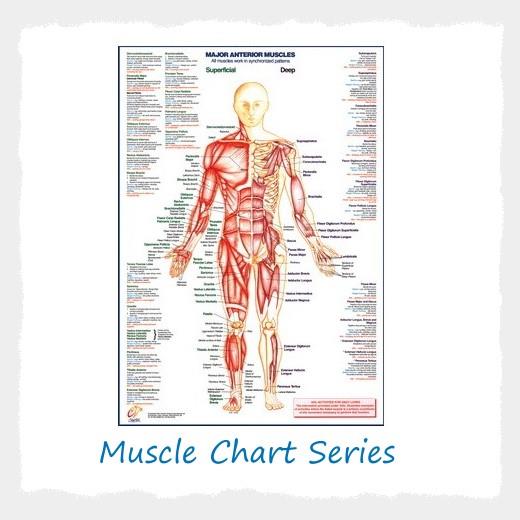Muscle Poster Chart Series