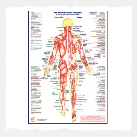 Muscle Anatomy Posterior Muscles Wall Chart Poster